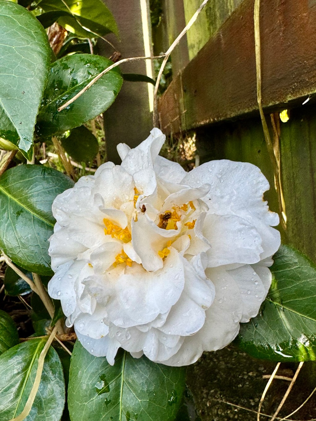 I Sat Beside a Flower and&nbsp;Listened
