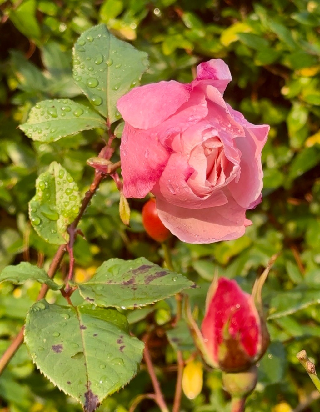 The Rose I&nbsp;Chose