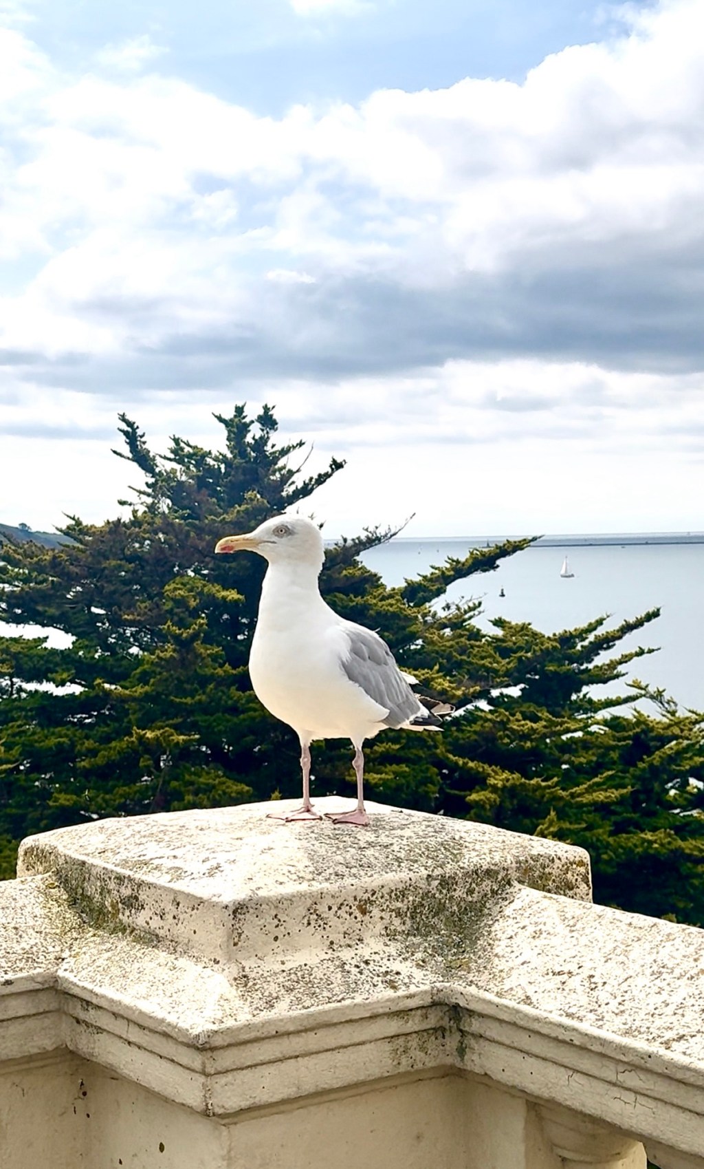 Seagulls and the&nbsp;Scarecrow