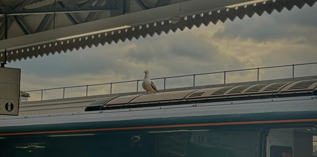 The Seagull’s Ride