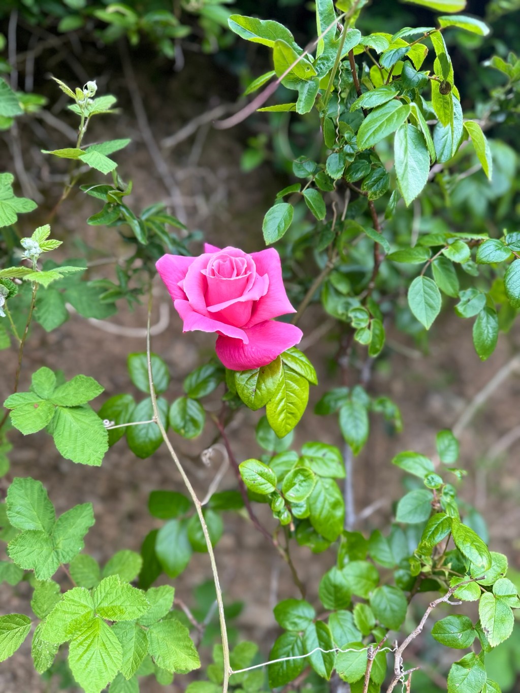 Rose