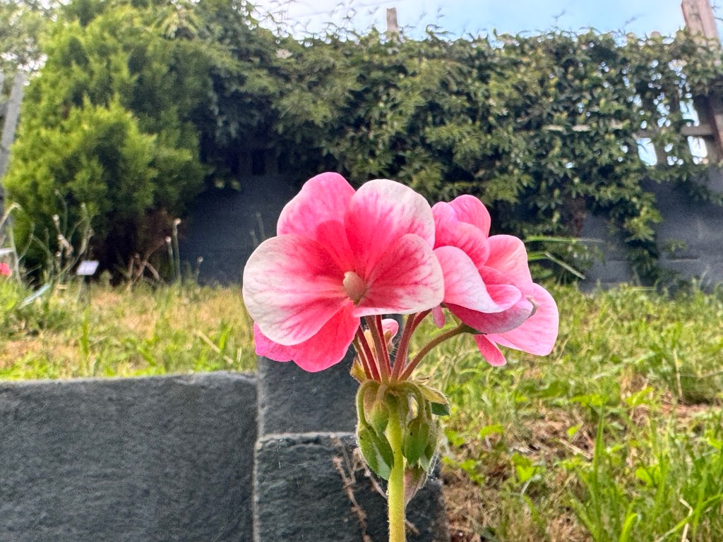Petals and Silence