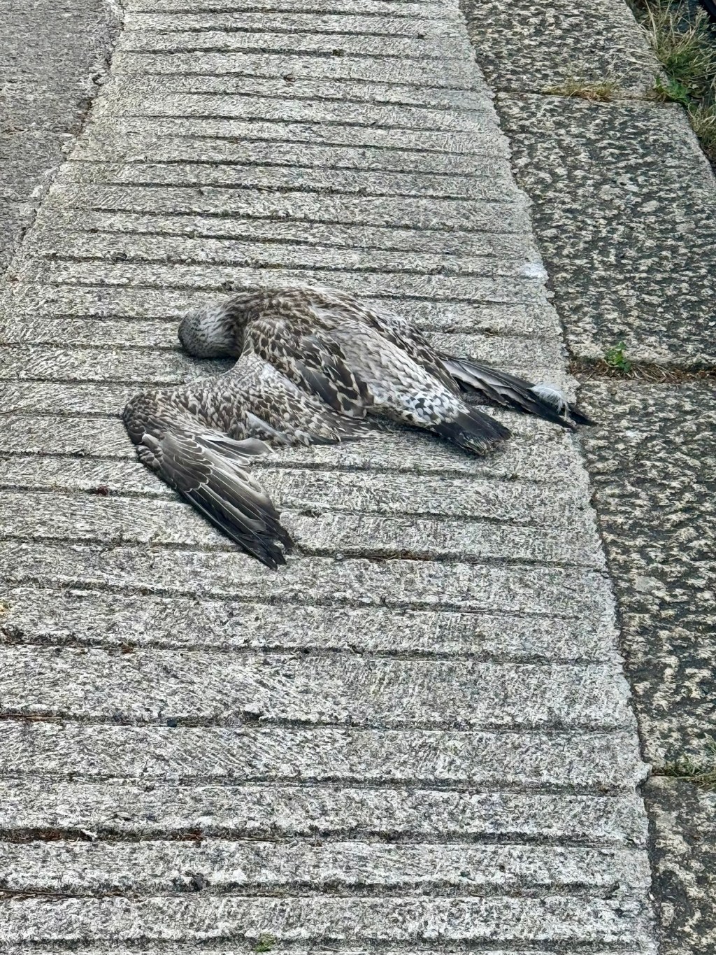 Do Birds Count?